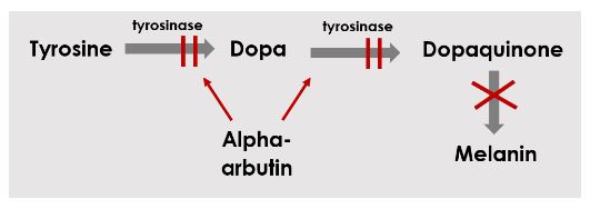 Alpha Arbutin